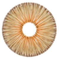Urban Layer New York Brown - NEW (1 lens/pack)-Colored Contacts-UNIQSO Canada