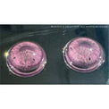 1 Day Sweety Fruit Juice Grape (2 or 10 lenses/pack)-Colored Contacts-UNIQSO Canada