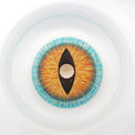 Sweety Mini Sclera Brown Lizard (1 lens/pack)-Mini Sclera Contacts-UNIQSO Canada