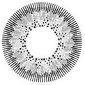 Kazzue Winter Grey (1 lens/pack)-Colored Contacts-UNIQSO Canada