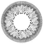 Kazzue Winter Grey (1 lens/pack)-Colored Contacts-UNIQSO Canada