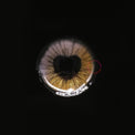 Sweety Anime Shining Heart Violet Brown (1 lens/pack)-Colored Contacts-UNIQSO Canada