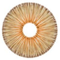 Urban Layer New York Brown - NEW (1 lens/pack)-Colored Contacts-UNIQSO Canada