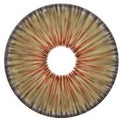Urban Layer New York Hazel - NEW (1 lens/pack)-Colored Contacts-UNIQSO Canada